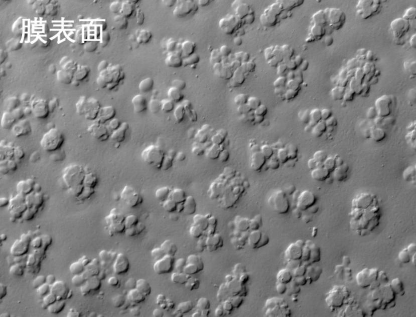 大香蕉伊人影视烧结管式膜电镜照片